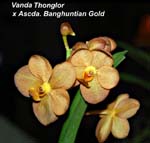 V. Thonglor x Ascda. Banghuntian Gold_3404