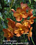 V. Thonglor x Ascda. Banghuntian Gold_3015