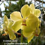 V. Udom Gold x Charles Goodfellow_8409