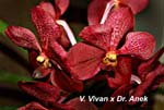 V. Vivan x Dr. Anek_1661