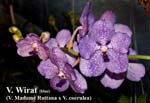 V. Wirat (V. Madame Rattana x V. coerulea)_5005