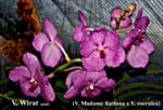 V. Wirat (V. Madame Rattana x V. coerulea)_5008