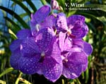 V. Wirat (V. Madame Rattana x V. coerulea)_6220