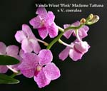 V. Wiret x V. coerulea 1718