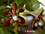 V. brunnea_8198