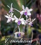 V. coerulescens_5752