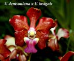 V. denisoniana x V. insignis 7360