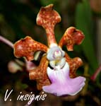 V. insignis_6090