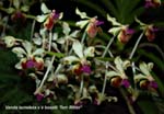 V. lamelata x V. boxalli _5630