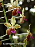 V. lamellata v boxalli_8200