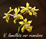 V. lamellata var remediosa_7298
