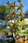 V. lamellata var. remediosa_4767