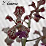 V. luzonica_8698