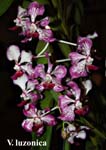 V. luzonica_9904