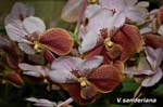 V. sanderiana (pink)_4391