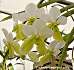 V. sanderiana var alba _4580