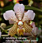 V. sanderiana var alba x Ascda. Fuchs Golden Shiner_3604