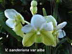 V. sanderiana var alba_1405