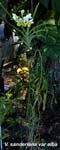 V. sanderiana var alba_1406
