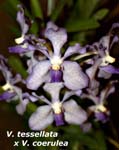 V. tessellata x V. coerulea_6677