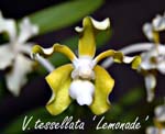 V. tessellata _1654