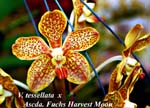V. tessellata x Ascda. Fuchs Harvest Moon_5800