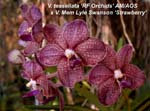 V. tessellata x V. Mem Lyle Swanson _5748