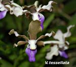 V. tessellata_4381