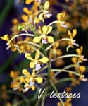 V. testacea_6047