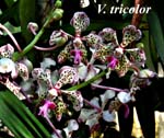 V. tricolor_9807