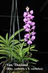 Van. Thailand (Rhy. coelestis x V. coerulea)_4200