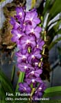 Van. Thailand (Rhy. coelestis x V. coerulea)_5212