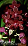 Vandachostylis Colmarie  (Van. Sri-Siam x Rhy. gigantea)_0929