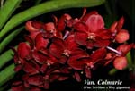 Vandachostylis Colmarie _8562