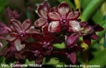 Vandachostylis Colmarie_2737