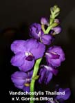 Vandachostylis Thailand x V. Gordon Dillon_4243