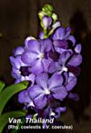 Vandachostylis Thailand _4435