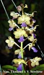 Vandachostylis Thailand x V. Sawitree_5554