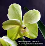 Vasco Shigenori Yamanaka x Ascda. Sukamran Sunshine 2495