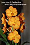Vasco. (Ascda. Fuchs Gold  x Vasco. Shigenari Yamaraka)_3645