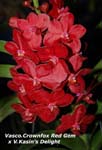Vasco. Crownfox Red Gem x V. Kasmins Delight_8728