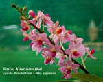 Vasco. Kouishiro Ikai (Ascda. Prachit Gold x Rhy. gigantea)_0583