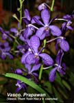Vasco. Prapawan (Vasco. Tham Yuen Hae x V. coerulea)_1679