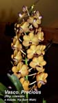 Vasco. Precious (Rhy. coelestis x Ascda. Yip Sum Wah)_0921