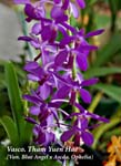 Vasco. Tham Yuen Hae (Van. Blue Angel x Ascda. Ophelia)_0585
