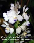 Vasco. Viboon Velvet (Ascda. Tubtim Velvet x Rhy. coelestis)_4410