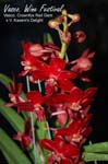 Vasco. Wine Festival (Vasco. Crownfox Red Gem x V. Kasems Delight)_1530