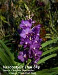 Vascostylis Thai Sky _4251
