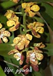 Vdps. gigantea_7524