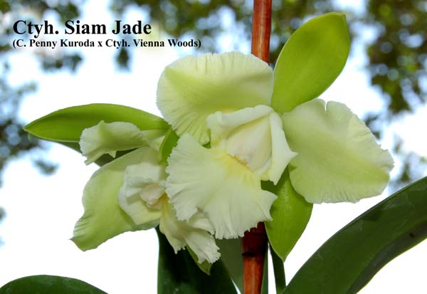 Ctyh. Siam Jade (C. Penny Kuroda x Ctyh. Vienna Woods)_6751